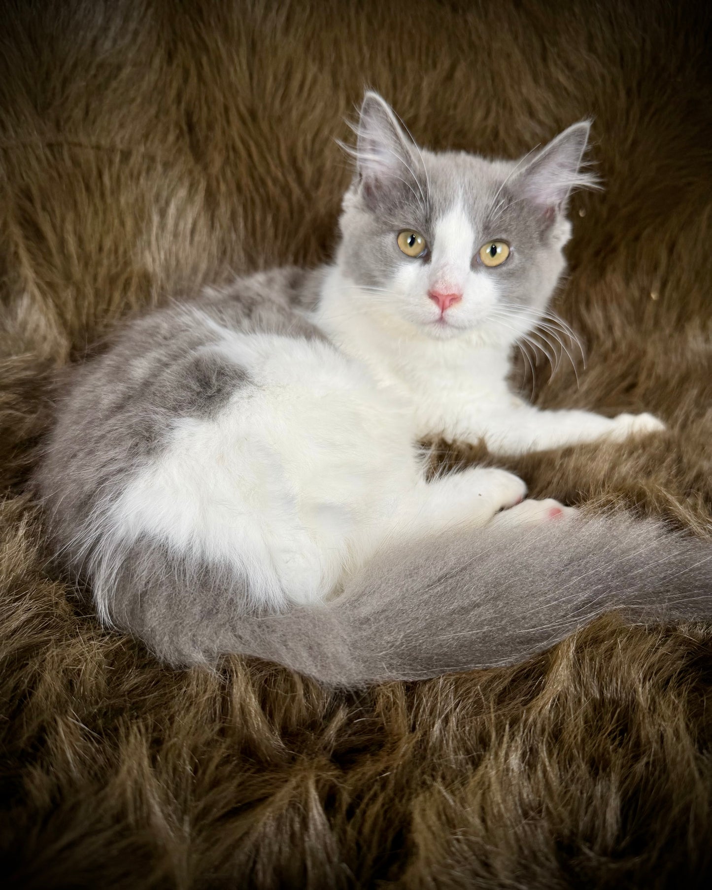 Macaroon - MALE  - Blue Bicolor solid