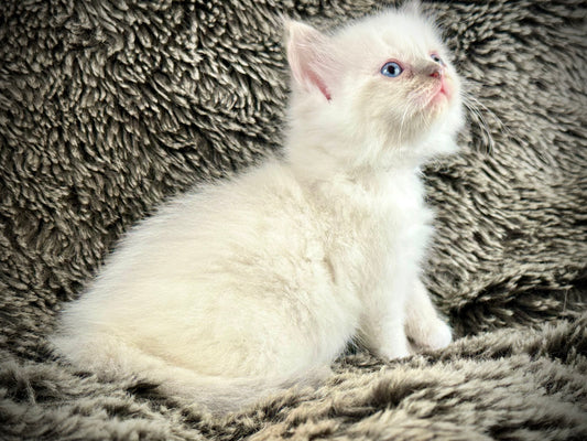 Zelda  - blue tortie - FEMALE - AVAILABLE - 6/5/25 - $2100
