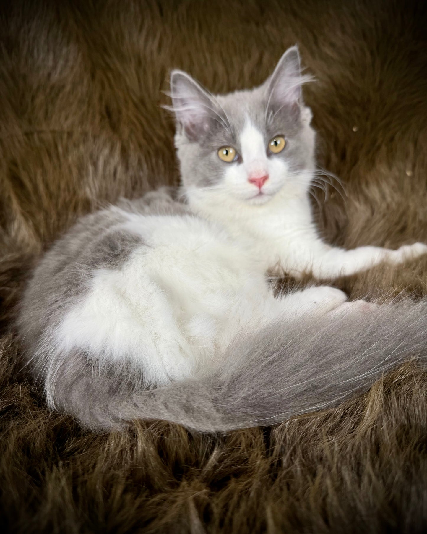 Macaroon - MALE  - Blue Bicolor solid