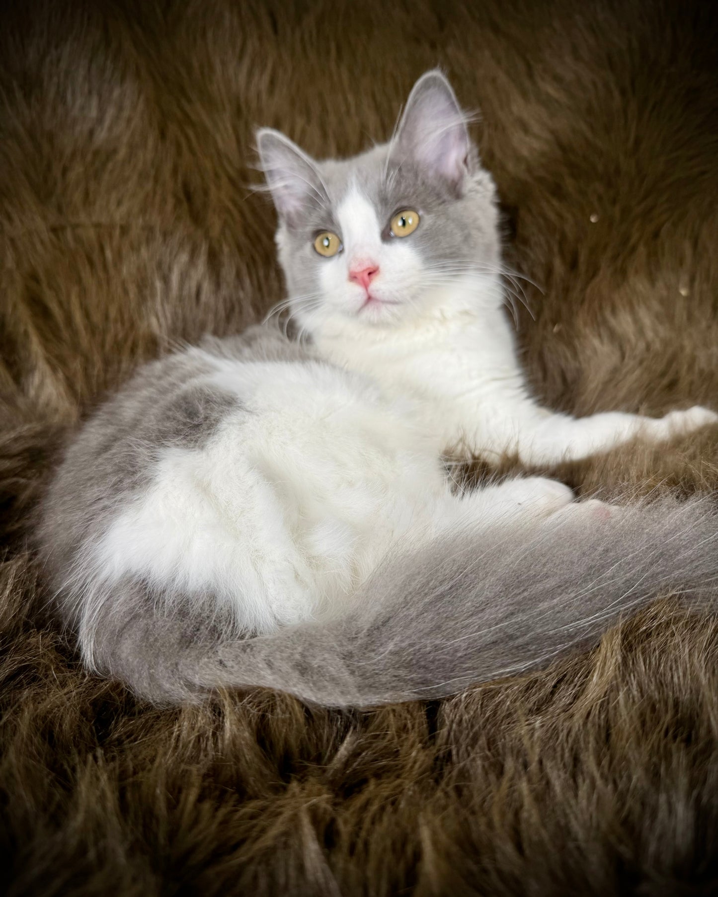 Macaroon - MALE  - Blue Bicolor solid