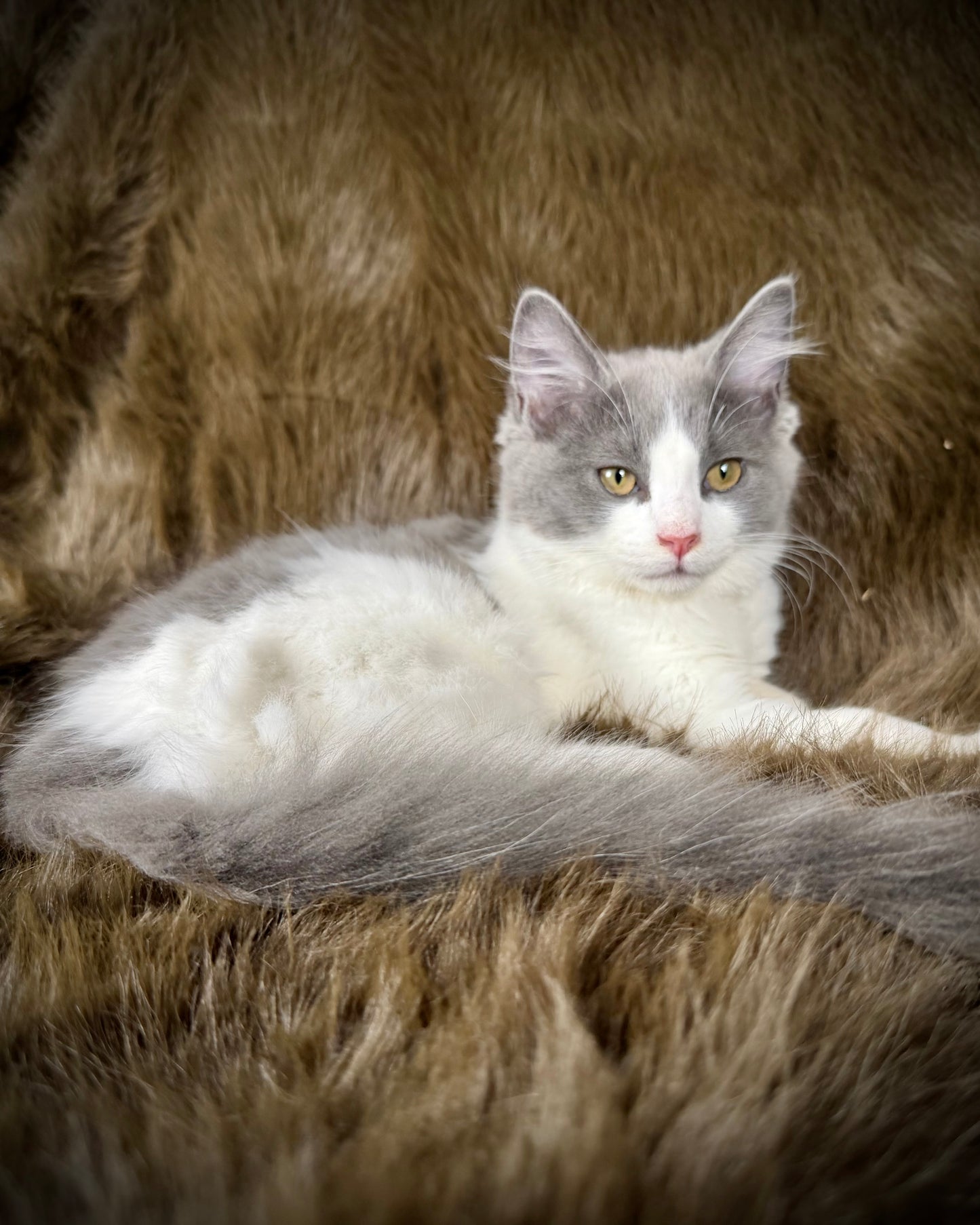 Macaroon - MALE  - Blue Bicolor solid