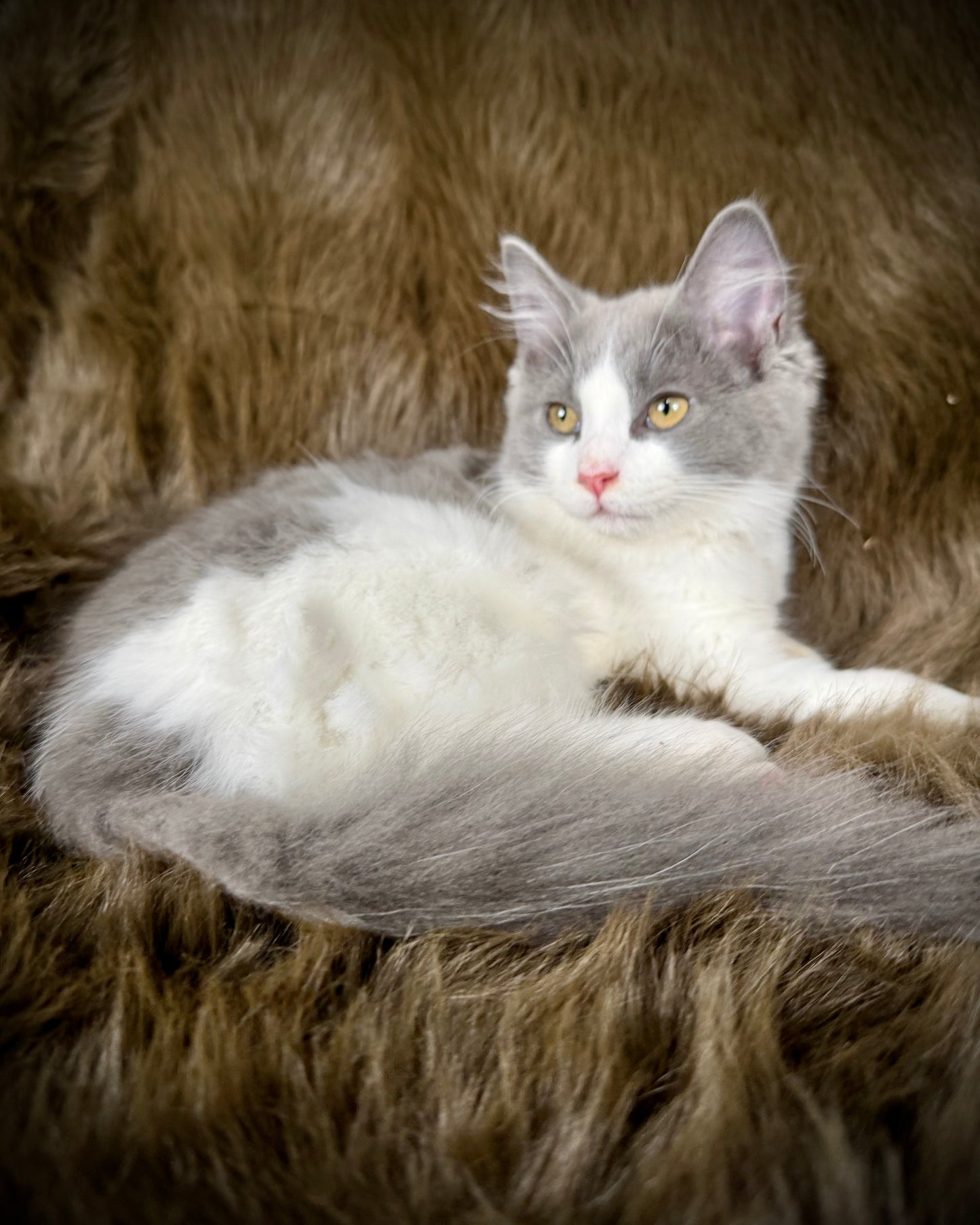 Macaroon - MALE  - Blue Bicolor solid