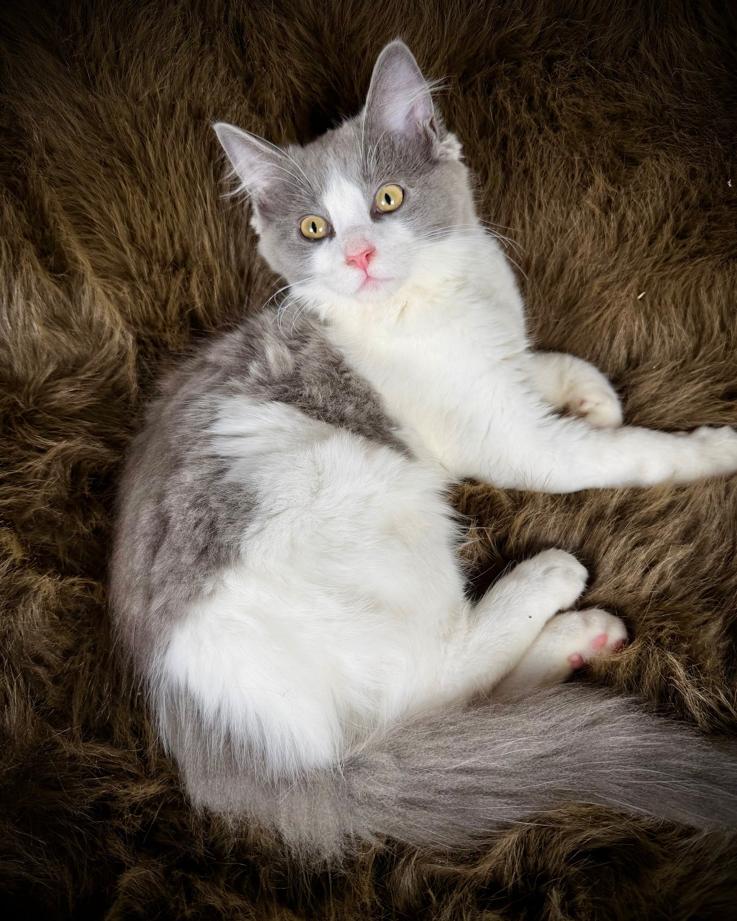 Macaroon - MALE  - Blue Bicolor solid