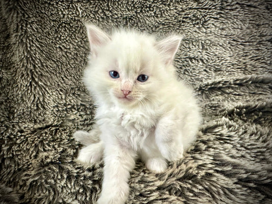 Princess Peach  - Cream/Blue Point tortie - FEMALE - Available - 6/5/25 - $2100