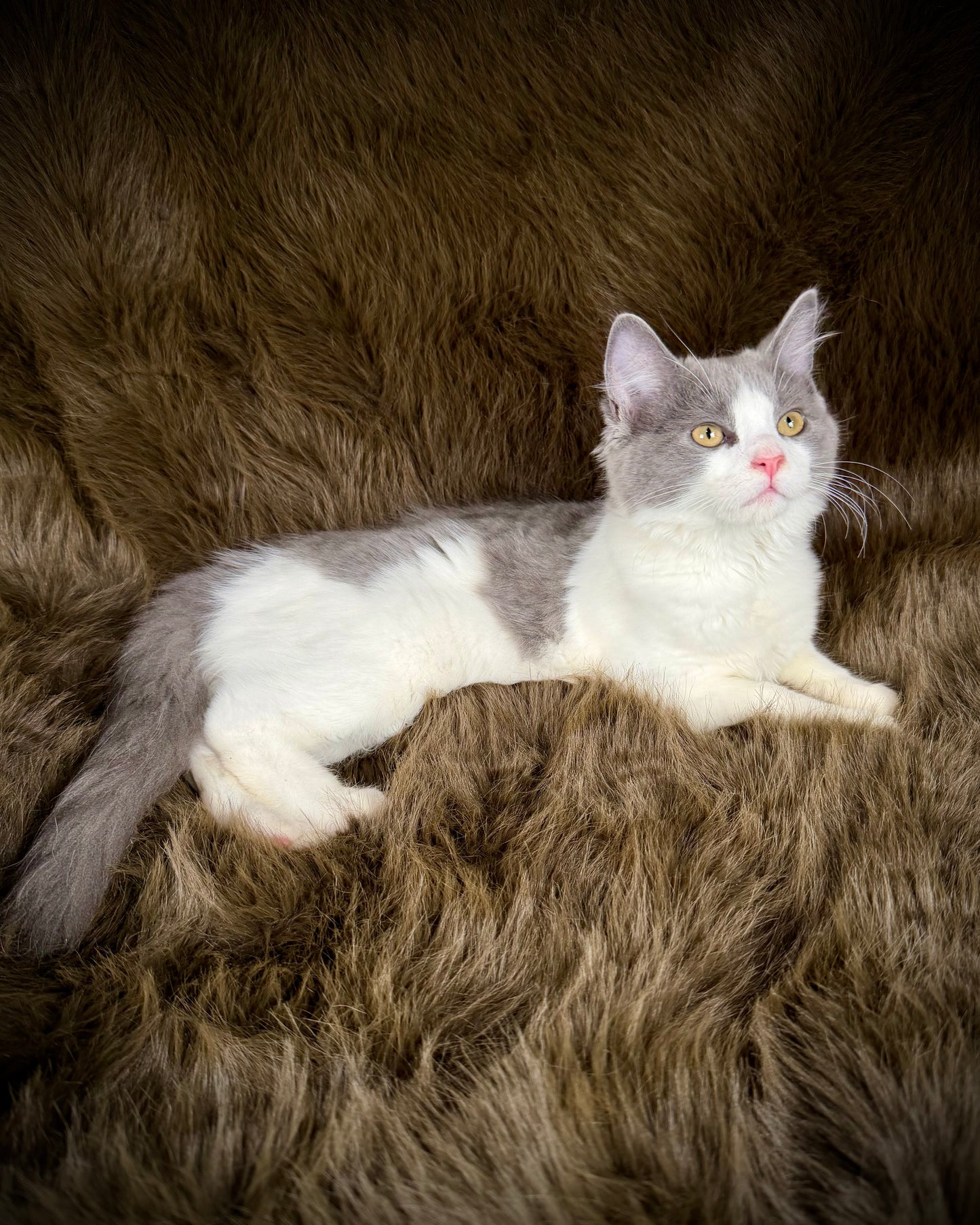 Macaroon - MALE  - Blue Bicolor solid