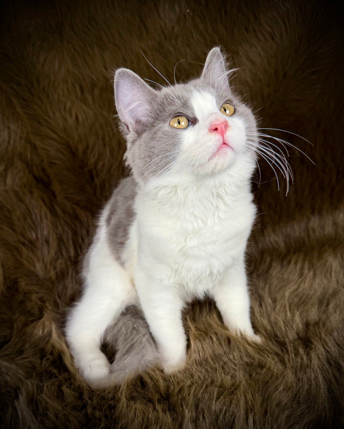 Macaroon - MALE  - Blue Bicolor solid