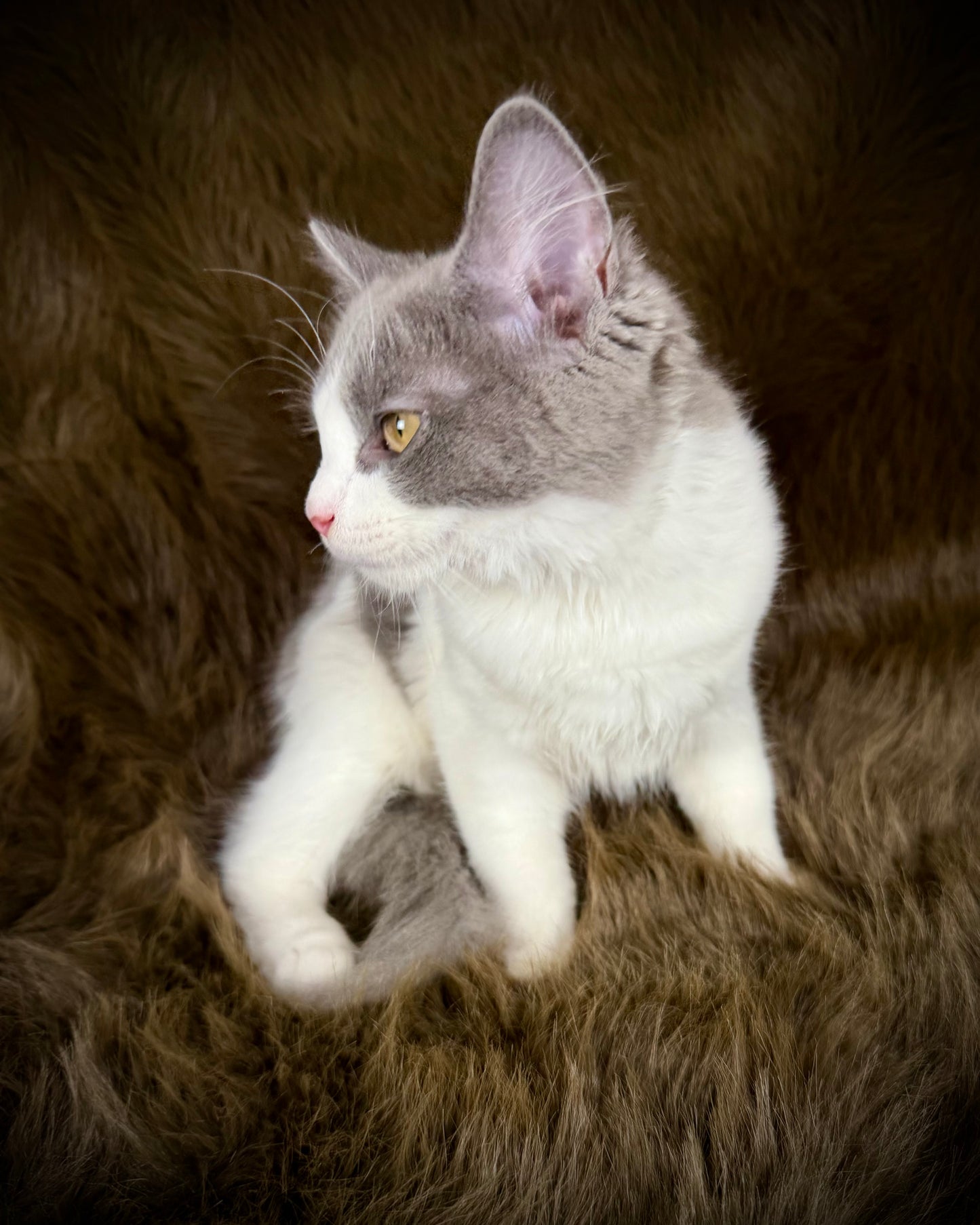 Macaroon - MALE  - Blue Bicolor solid