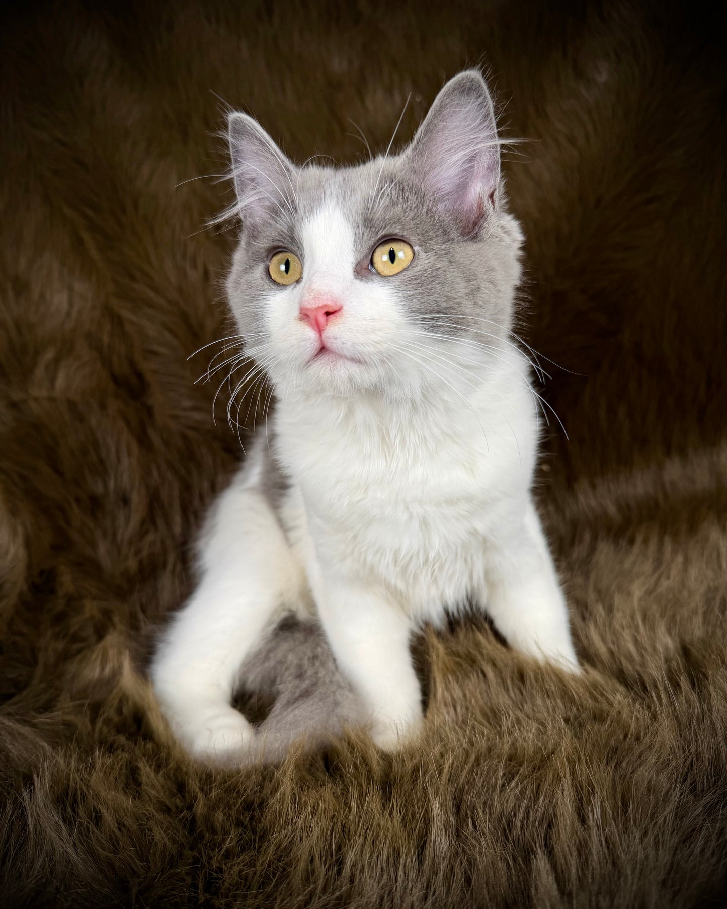Macaroon - MALE  - Blue Bicolor solid