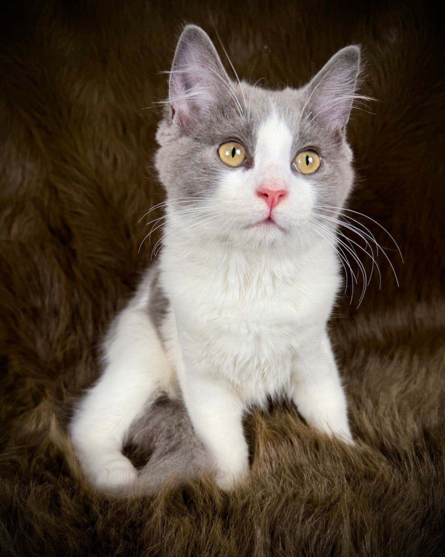 Macaroon - MALE  - Blue Bicolor solid