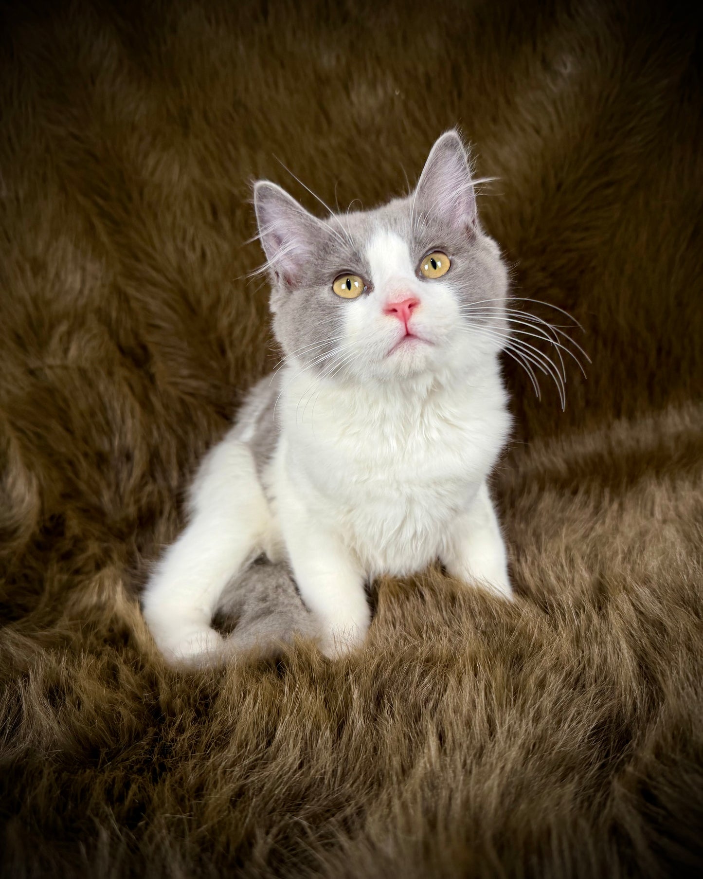 Macaroon - MALE  - Blue Bicolor solid