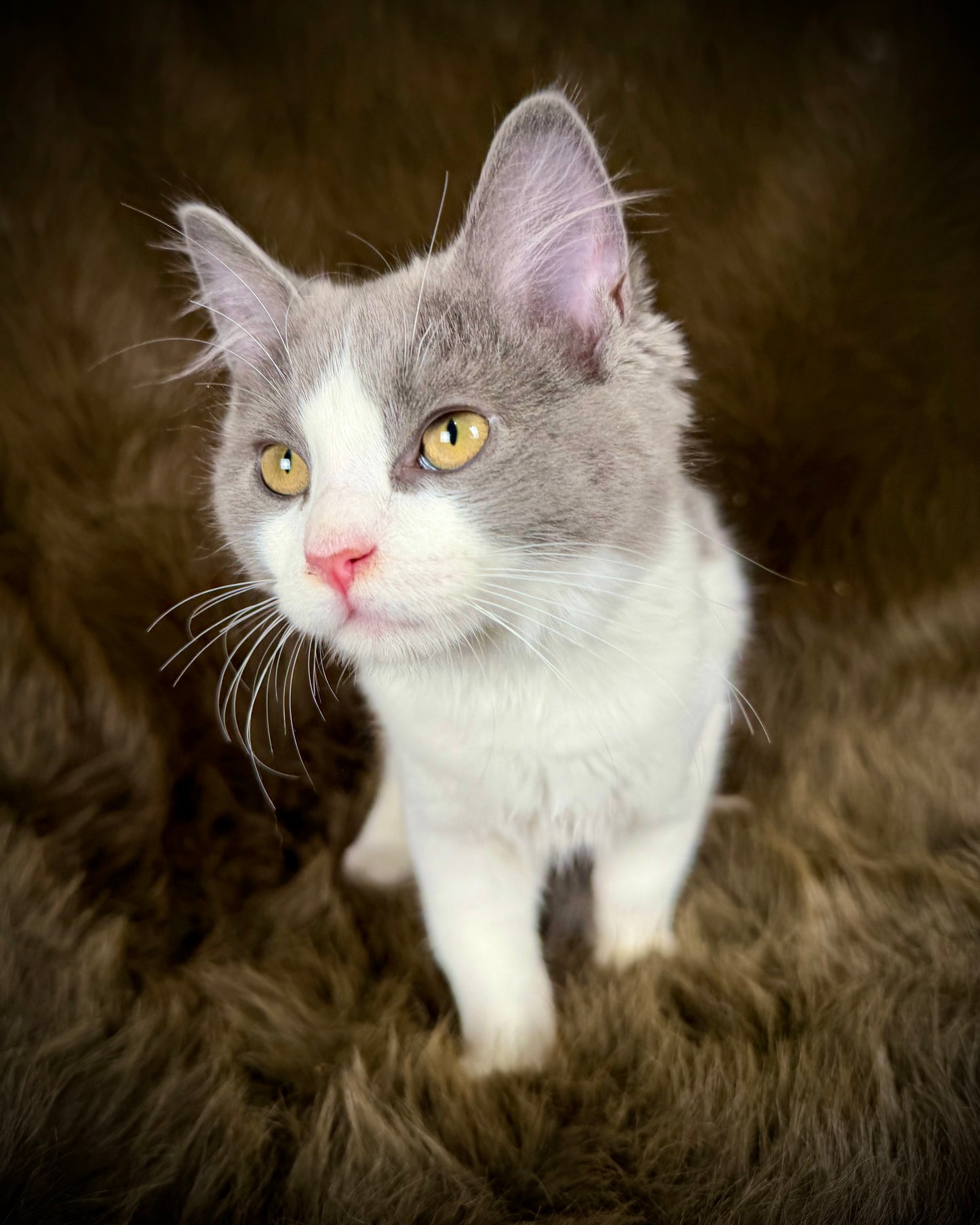 Macaroon - MALE  - Blue Bicolor solid