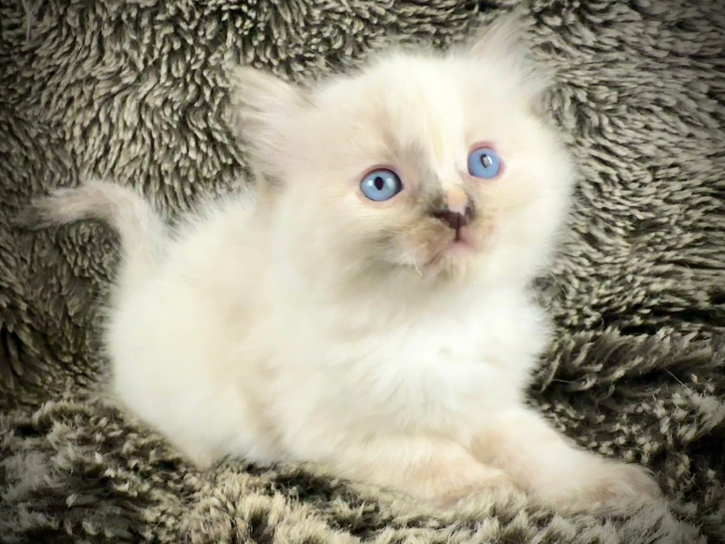 Isabelle  - seal tortie - FEMALE - AVAILABLE - 6/5/25 - $2100