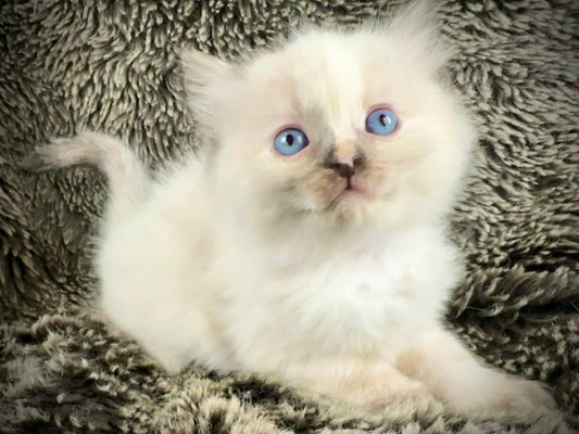 Isabelle  - seal tortie - FEMALE - AVAILABLE - 6/5/25 - $2100