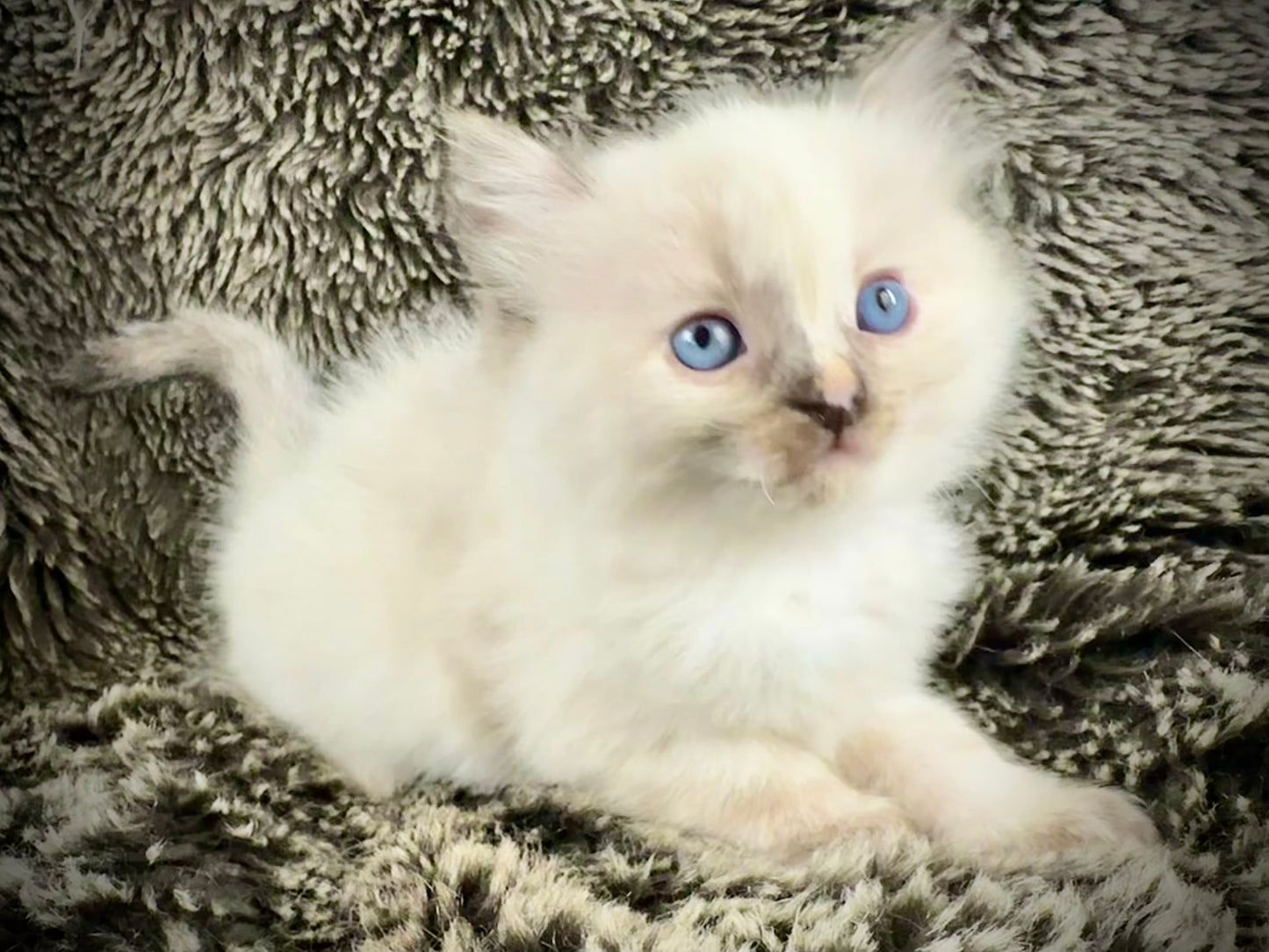 Isabelle  - seal tortie - FEMALE - AVAILABLE - 6/5/25 - $2100