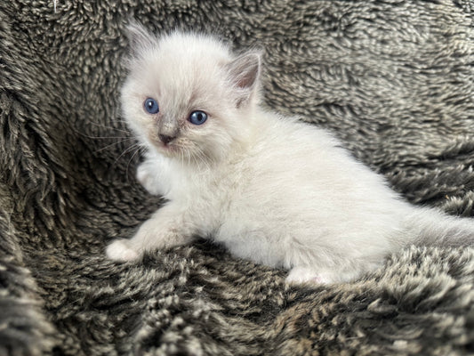 Kirby Blue Point - MALE - Available - 6/5/25 - $2100