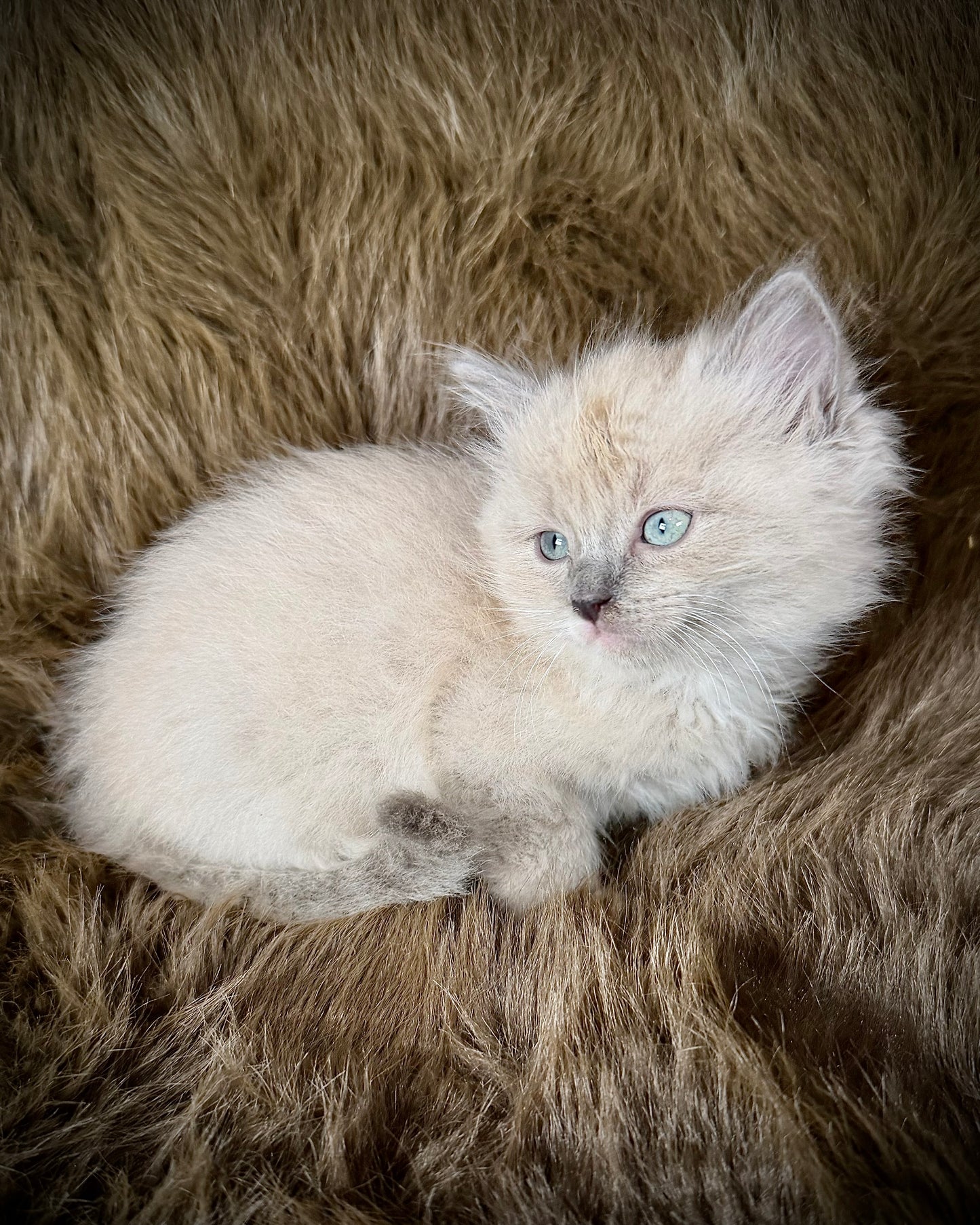 Jedi  -MALE  - blue mink mitted