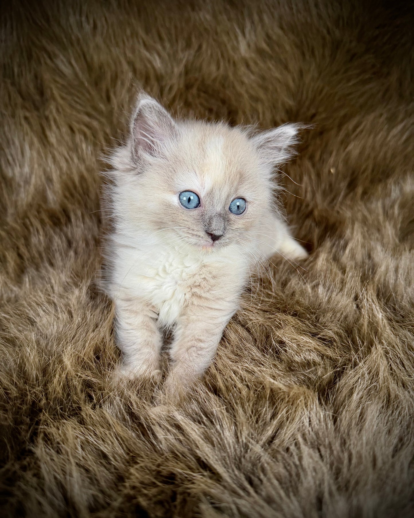 Leia - FEMALE  - blue cream tortie mink mitted