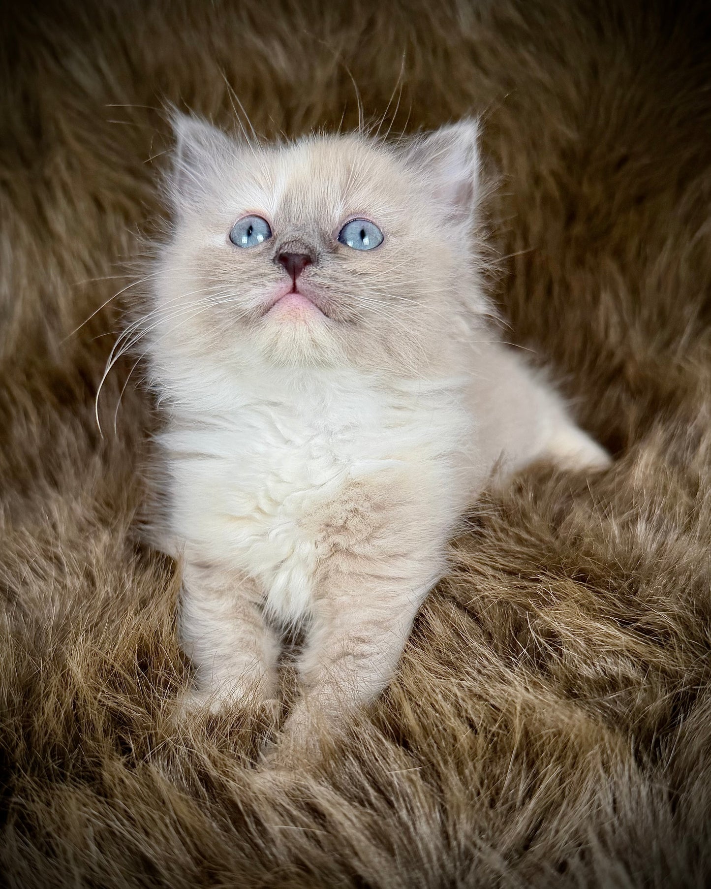 Leia - FEMALE  - blue cream tortie mink mitted