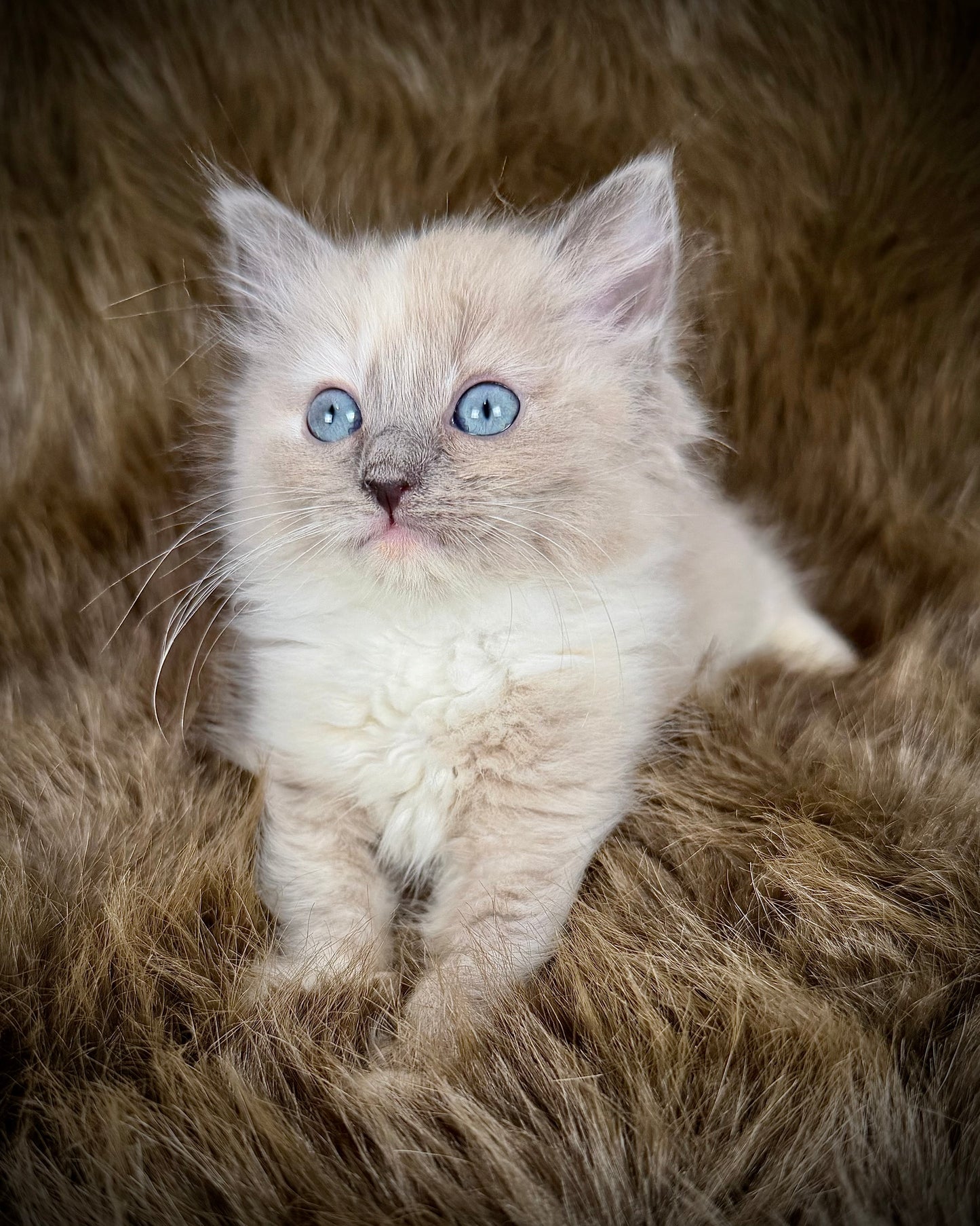 Leia - FEMALE  - blue cream tortie mink mitted