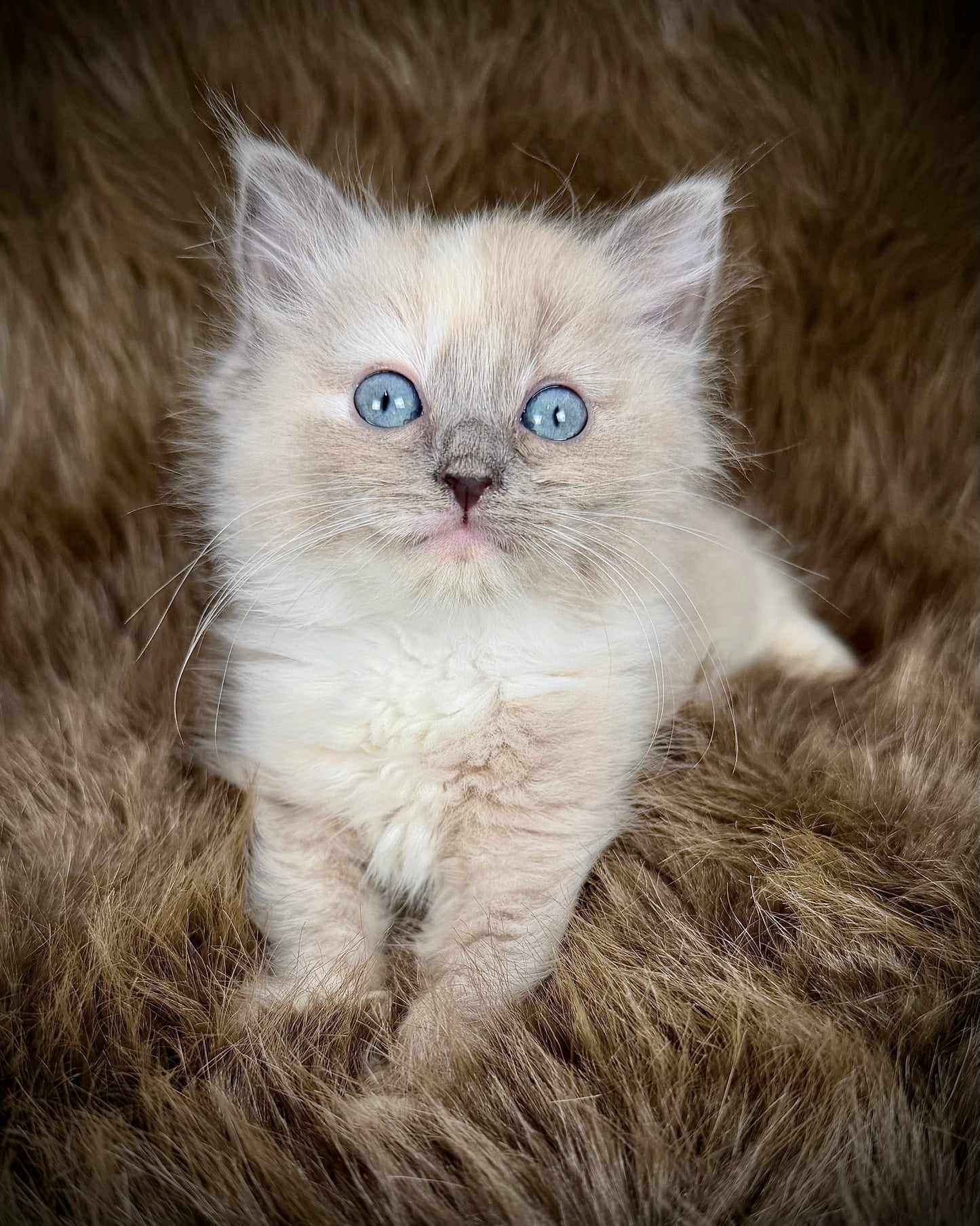 Leia - FEMALE  - blue cream tortie mink mitted