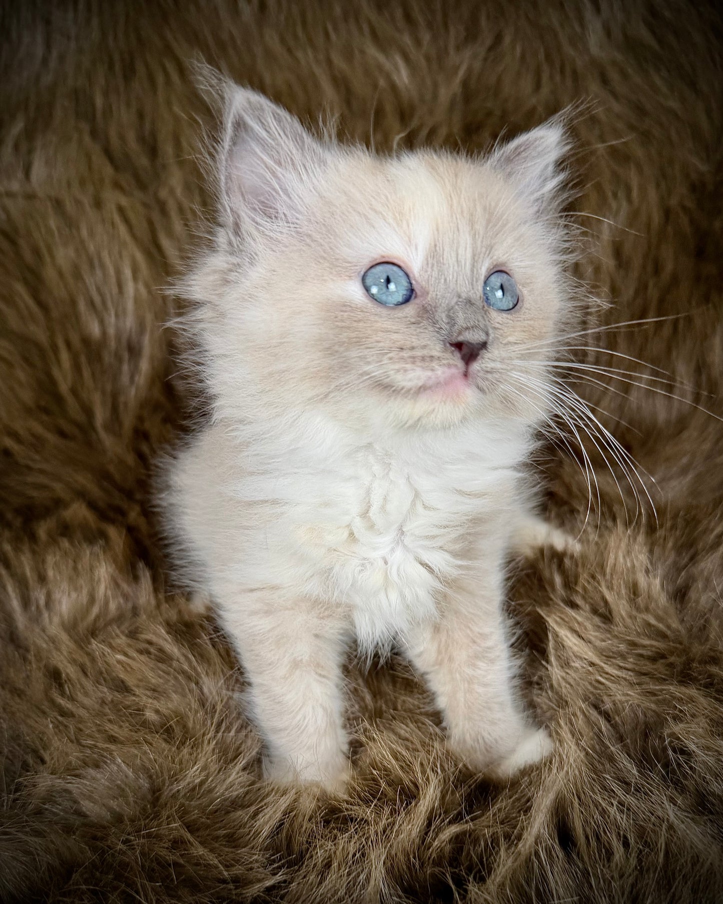 Leia - FEMALE  - blue cream tortie mink mitted