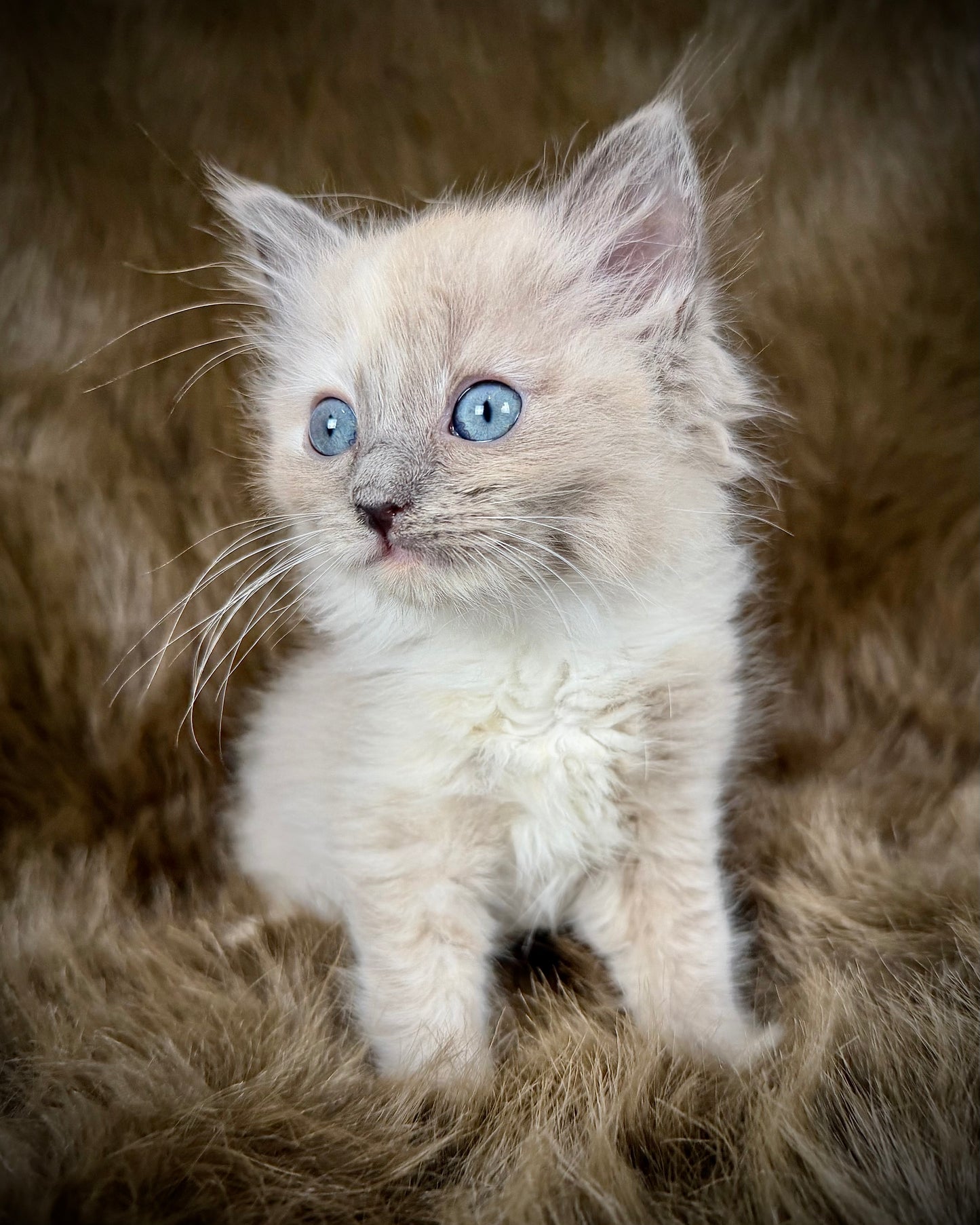 Leia - FEMALE  - blue cream tortie mink mitted