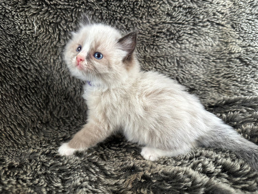 King Dedede - Seal Point Bicolor - MALE - RESERVED - 6/5/25 - $2100