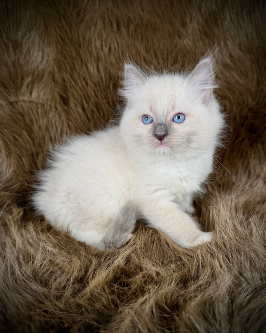Obi   - MALE  - blue point  mitted