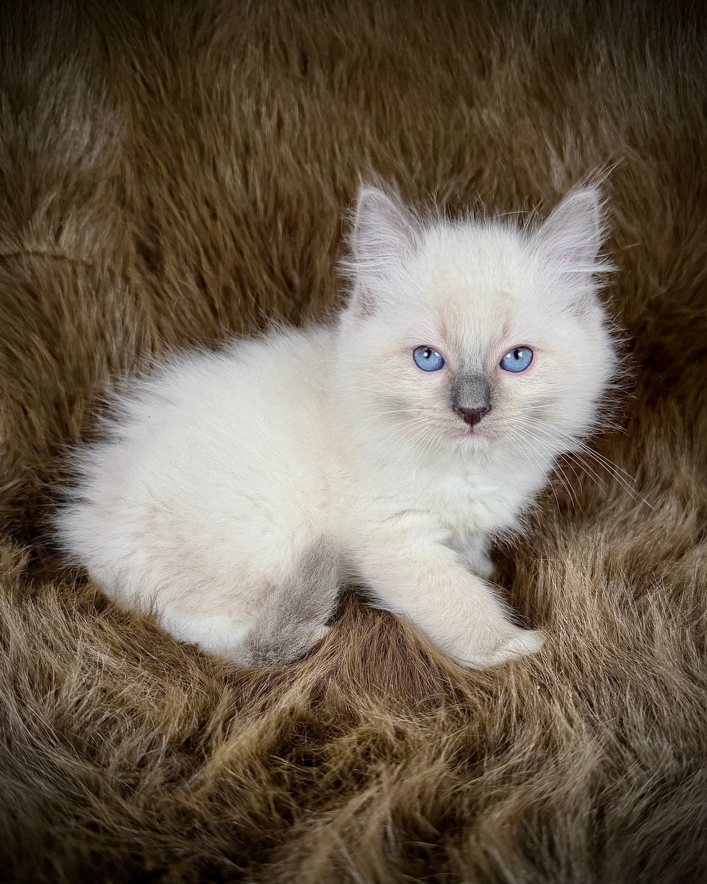Obi   - MALE  - blue point  mitted