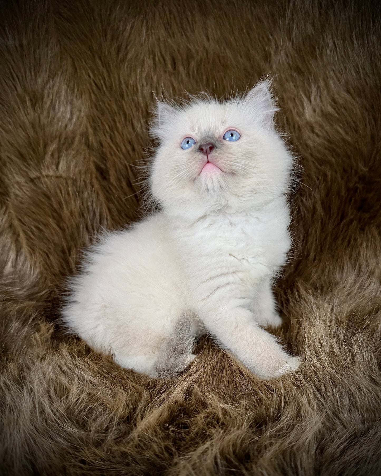 Obi   - MALE  - blue point  mitted