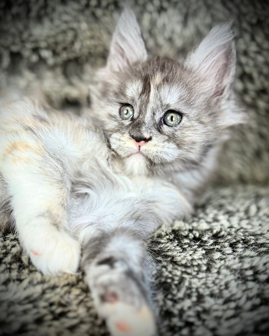 RAYA - Black and Orange Torbie Maine Coon GIRL