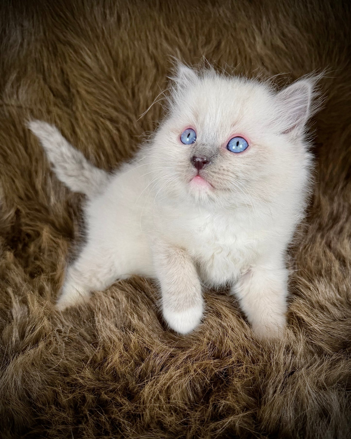 Obi   - MALE  - blue point  mitted