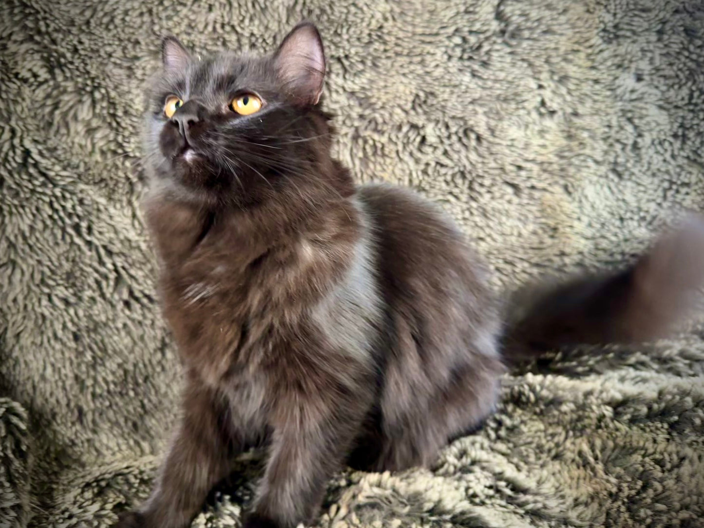 Diva - Female 3/4 Ragdoll/Persian mix  -  RESERVED
