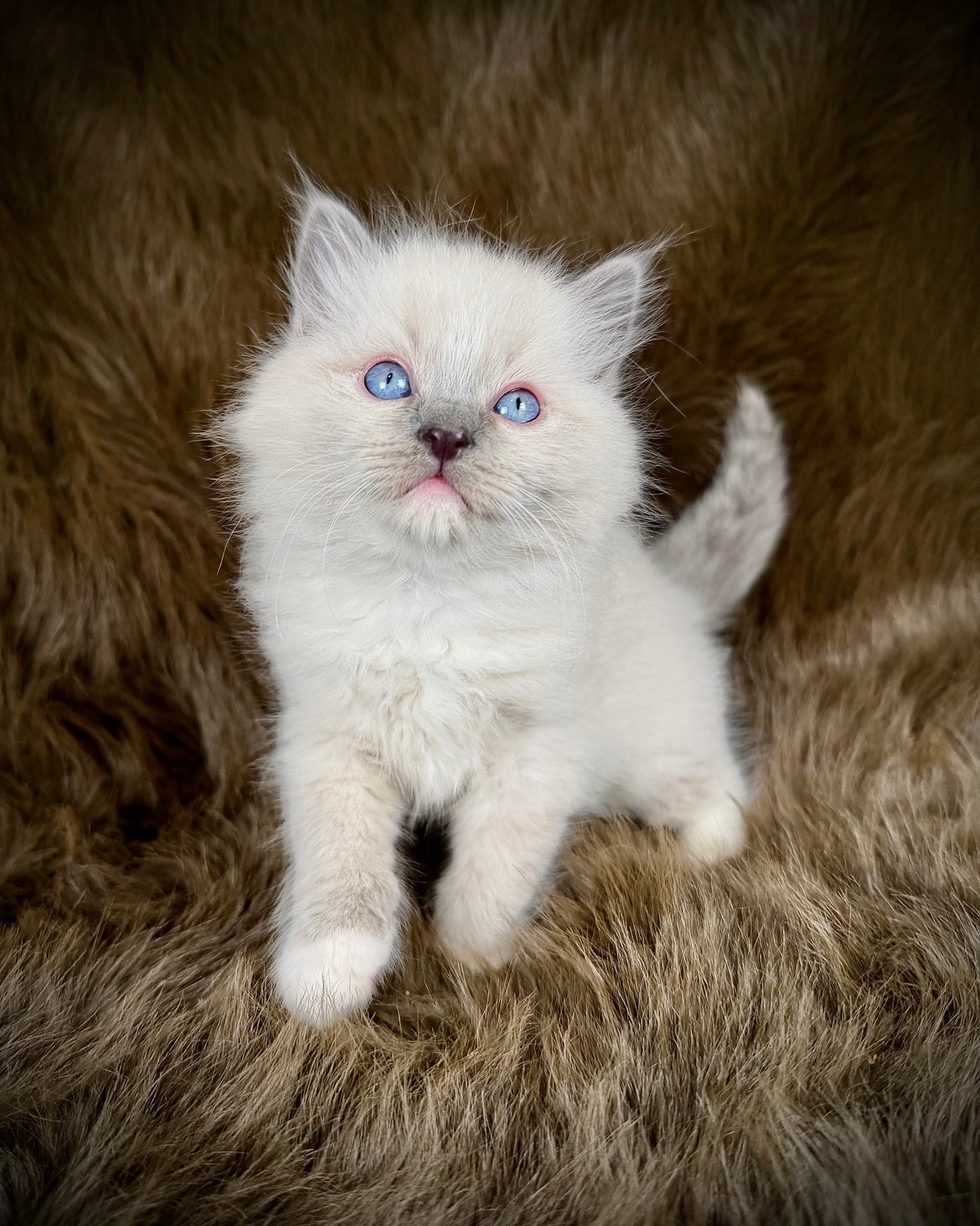 Hans    - MALE  - blue point mitted