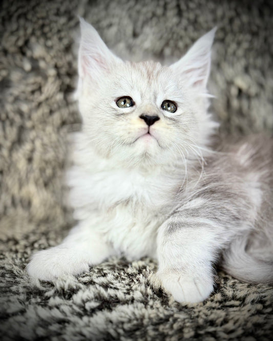 STAR - Blue Silver Classic Tabby Maine Coon GIRL