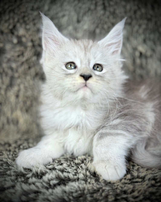 Snowflake - Blue Silver Classic Tabby Maine Coon FEMALE