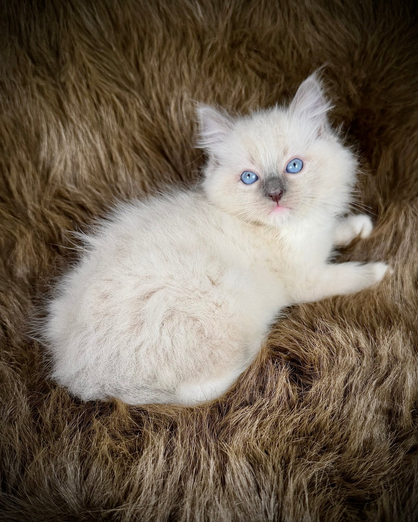 Hans    - MALE  - blue point mitted