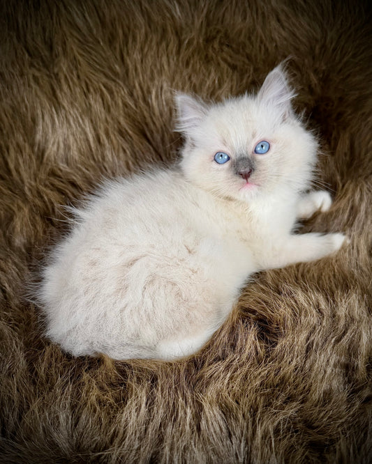 Hans    - MALE  - blue point mitted