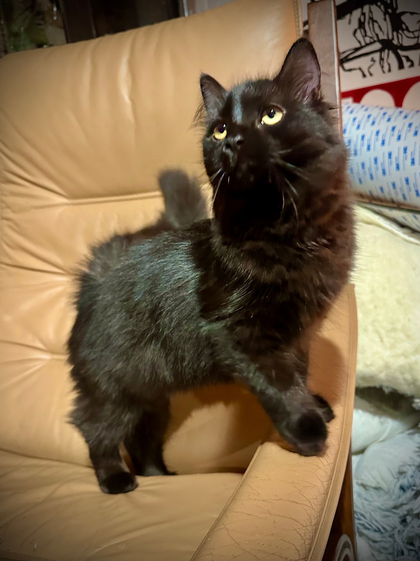 Diva - Female 3/4 Ragdoll/Persian mix  -  RESERVED