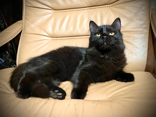 Diva - Female 3/4 Ragdoll/Persian mix  -  RESERVED