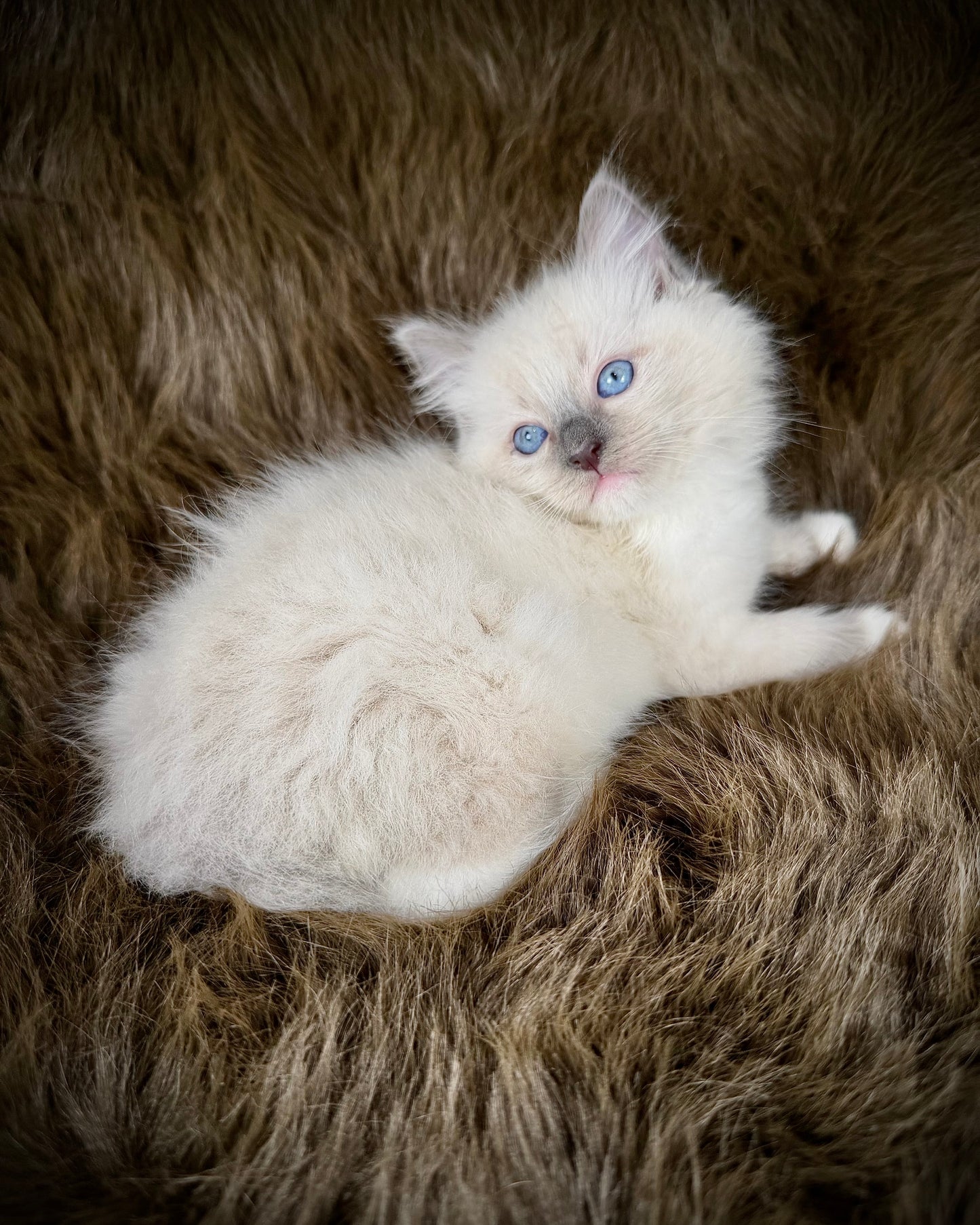 Hans    - MALE  - blue point mitted