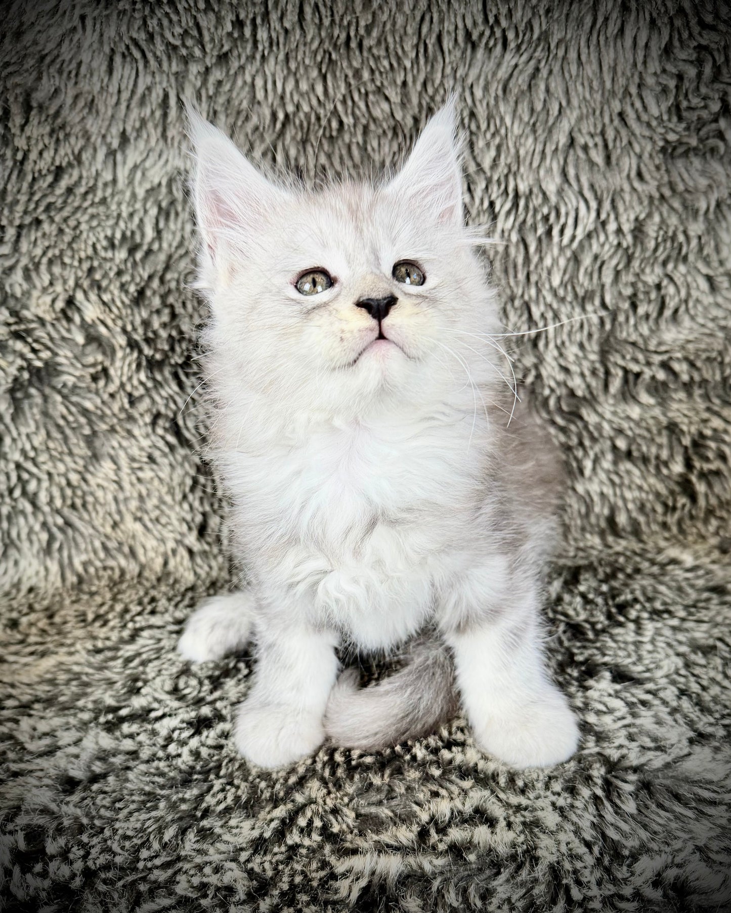 Snowflake - Blue Silver Classic Tabby Maine Coon FEMALE
