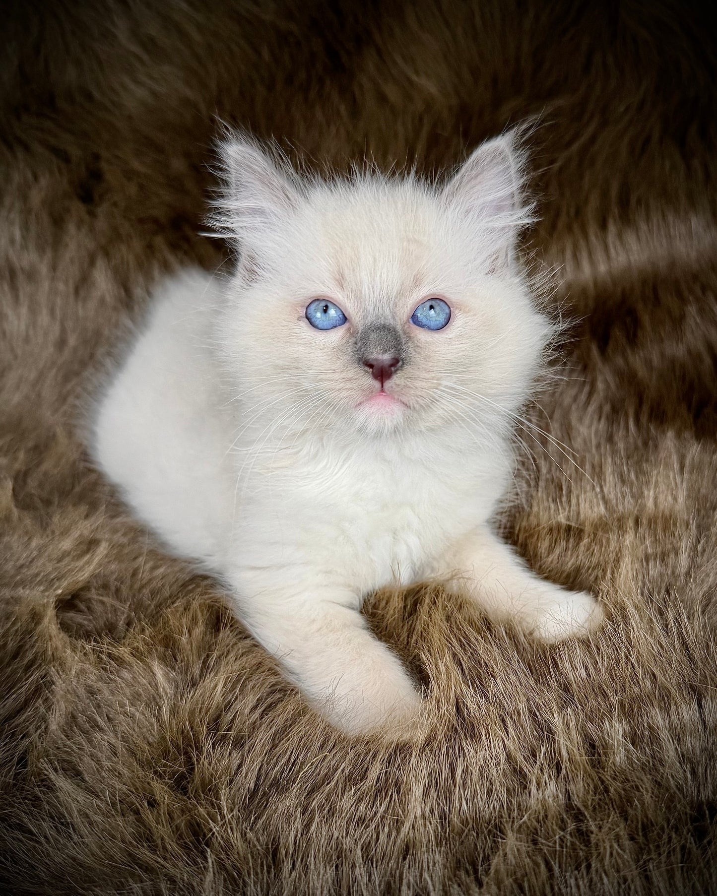 Chewie   - MALE  - blue point mitted