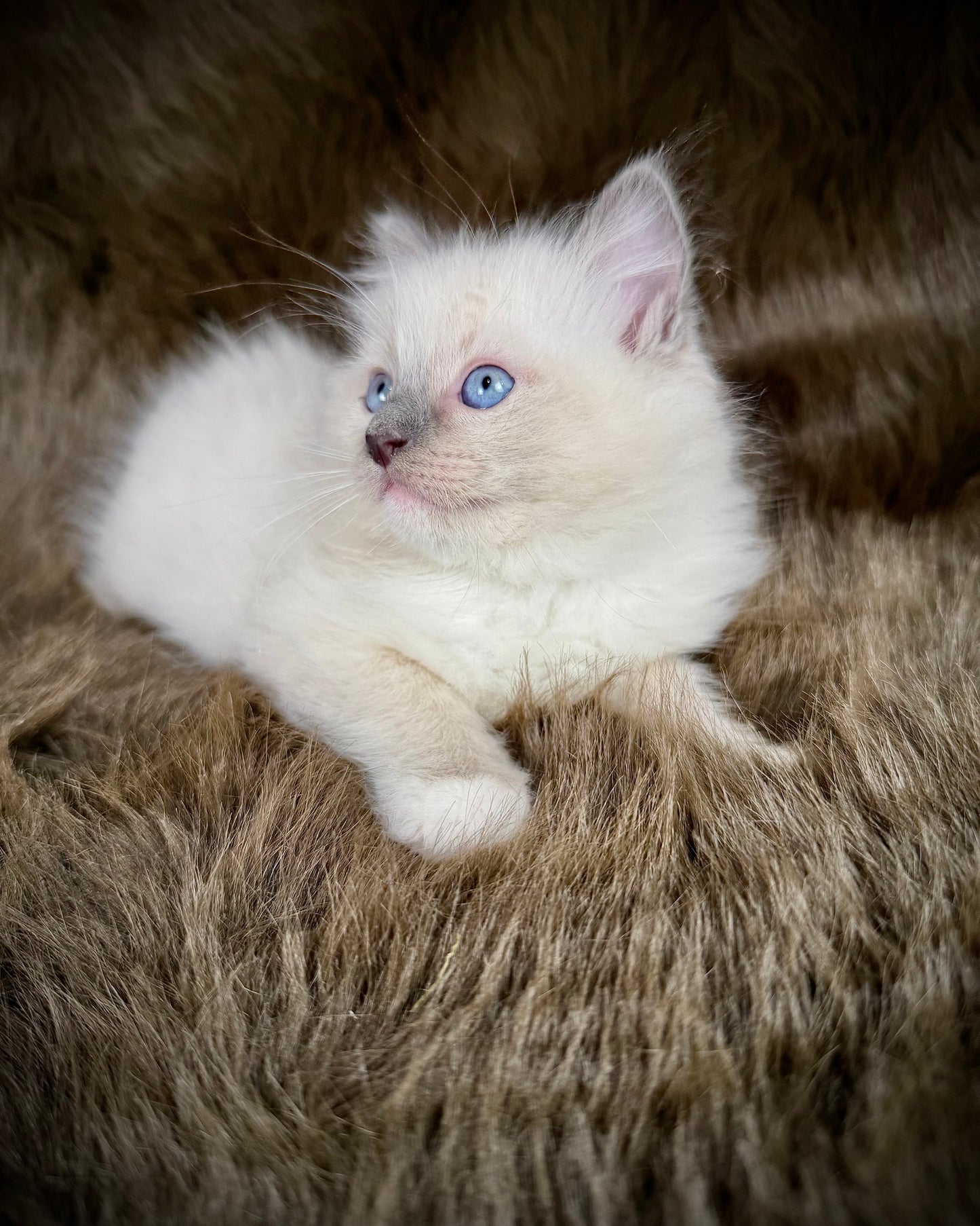 Chewie   - MALE  - blue point mitted