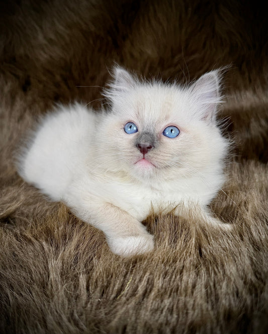 Chewie   - MALE  - blue point mitted