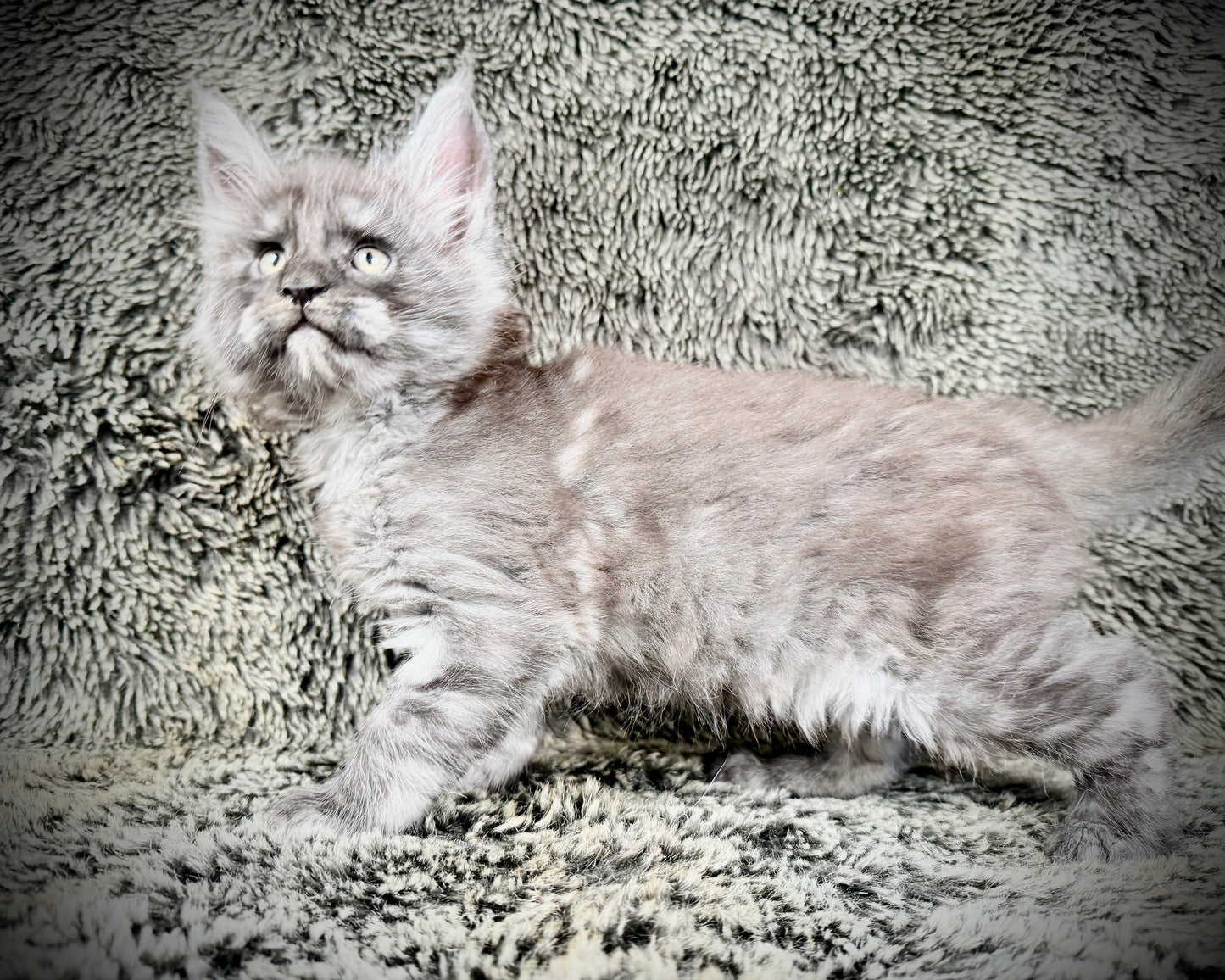 NOCHE - Black Smoke Tortie  - FEMALE