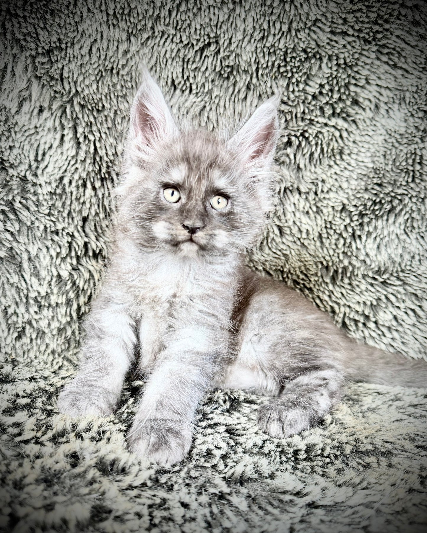 NOCHE - Black Smoke Tortie  - FEMALE