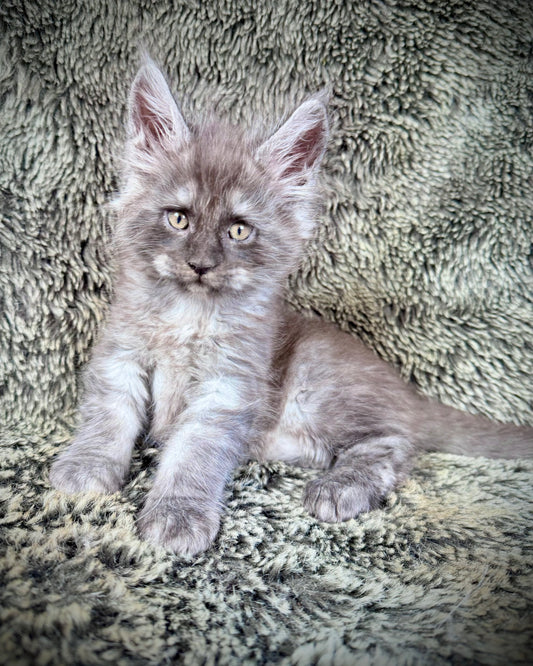Star - blue silver Tortie  - FEMALE