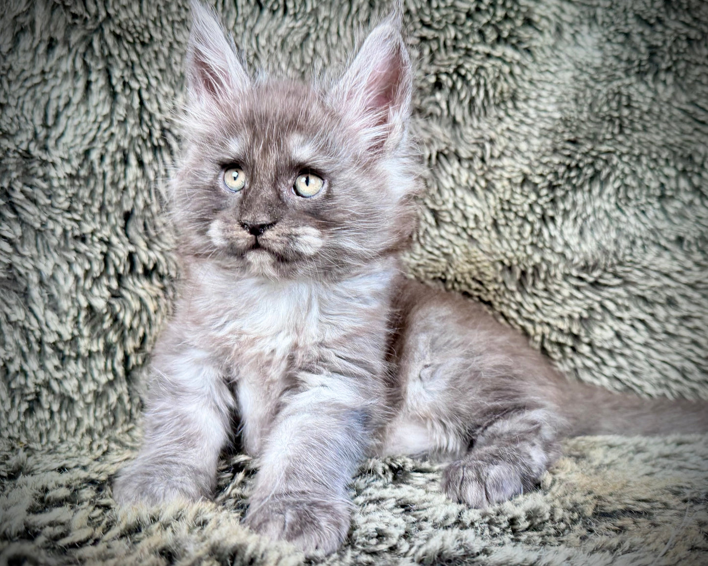 NOCHE - Black Smoke Tortie  - FEMALE