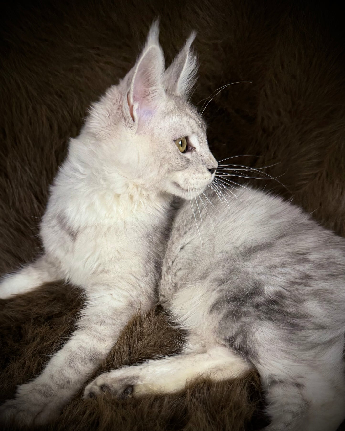 Sibyl   -  FEMALE  - Silver tabby Maine Coon